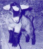 Chevreau